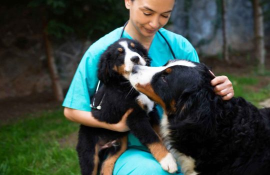 preclinical animal models2